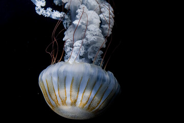 海の生物 クラゲ (日本 - 山形 - 鶴岡市立加茂水族館 ) © Kentaro Yamazaki