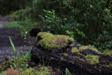 moss on the forest