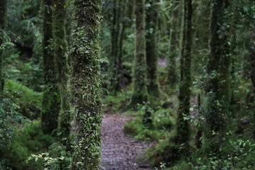 forest in the morning