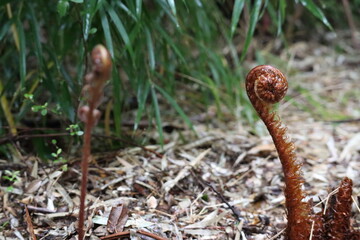 fern sprout