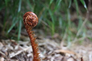fern sprout