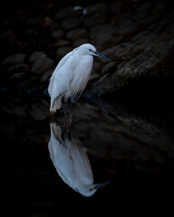 茨城県水戸市　野鳥とともに迎える日の出直後の服の千波湖の朝