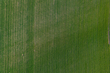Agricultural field where long, even rows of potatoes are grown in agricultural fields. Farming potatoes in industrial quantities in a large field.