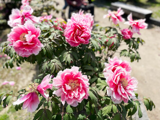 鮮やかな椿の花