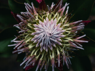 Close up of a protea flower