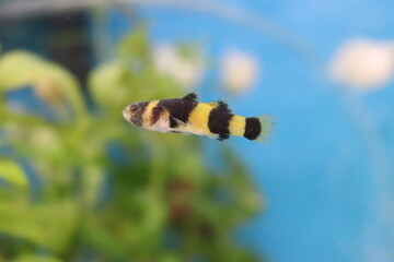 Peixe Abelinha Amarelo e Preto