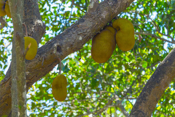  jackfruit on the trees in the jungles of India