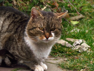 Naklejka na ściany i meble Tabby cat resting on the grass, portrait of an animal
