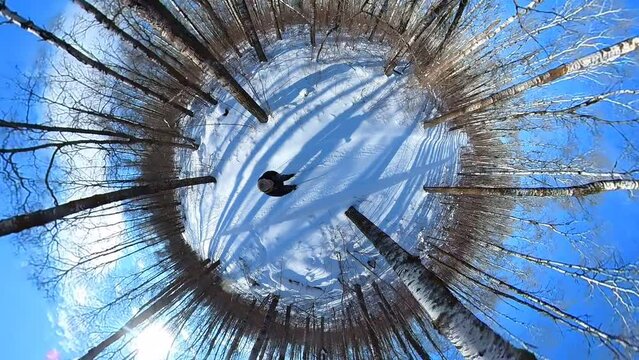 A tiny planet style view of a cross country skier moving along a groomed ski trail through a forest of tall aspen trees, Filmed with a 360 degree camera on a 10 foot long selfie stick.
