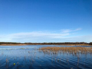 The blue sky is reflected in the water, dry, yellow reeds on the shore. Autumn landscape on the lake. Travel and tourism concept.