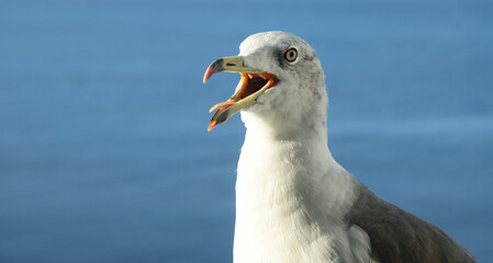 Obraz premium 口を開けたカモメ