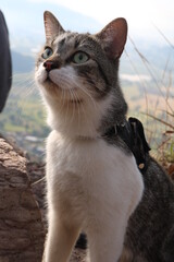 Dalí hermoso (Nombre del gato: Dalí)