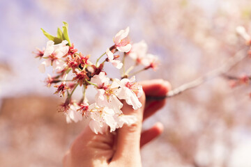 blossom in spring