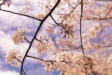 cherry blossom in spring