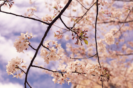 cherry blossom in spring