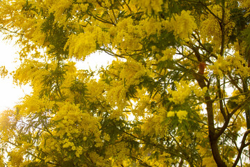 Mimosa .Blooming mimosa tree . Mimosa Spring Flowers Easter and Women's days background.
