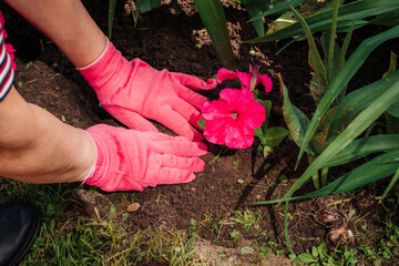 Caucasian woman gardener in pink gloves planting flowers in the ground