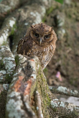 great horned owl