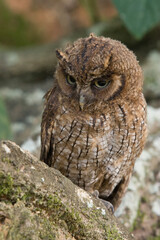 horned owl