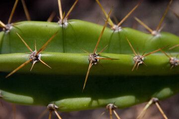 cactus close up