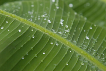 water drops on leaf