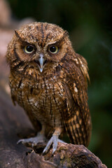 great horned owl