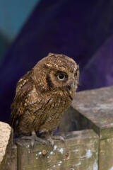 horned owl