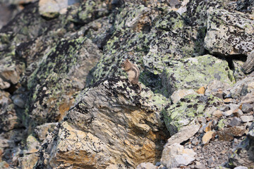 Ground Squirrel's Busy Season: Foraging for Winter in the Majestic Mountain of Kananaskis Alberta