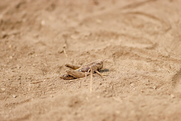 Dusty Alpine Grasshopper on Pocaterra Ridge in Kananaskis Alberta