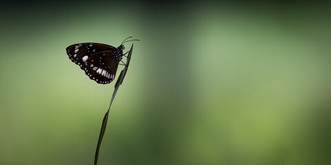Euploea core, the common crow, a common butterfly found in South Asia and Australia, blurred background.