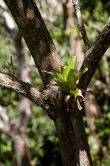 lizard on a branch