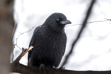 Consummate Crow. An entirely American Crow (Corvus brachyrhynchos) sits stock still, a gargoyle in its castle tree.  A large black corvid on a dull gray day. Minnesota