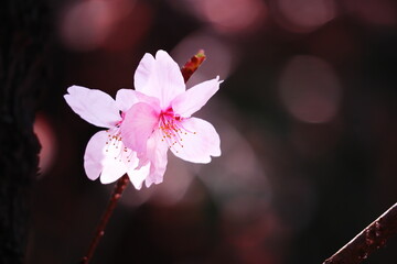 美しく輝く桜の花