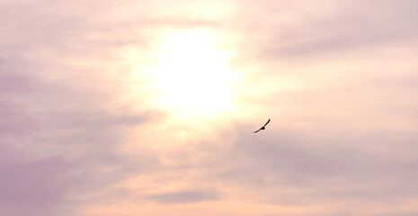 Fototapeta na wymiar The one bird flying on The space sky .The power of sun in the space sky 
