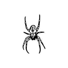 vector illustration of a spider silhouette