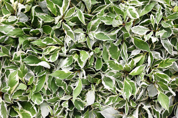 Fototapeta premium Fresh green plants leaves, greenery and foliage background, botanical nature card