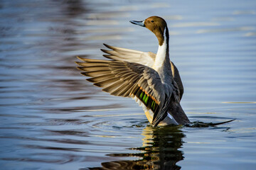 Pintail Duck 4274, Northern Nevada
