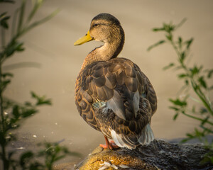 Mallard female on Rock