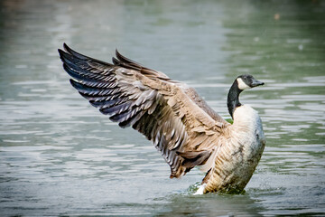 Canada Goose Landing in Lake