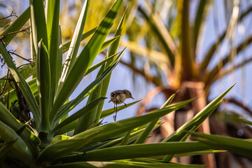 Pájaro posado en la rama de un árbol.