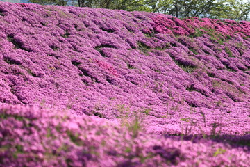 力強く咲く芝桜