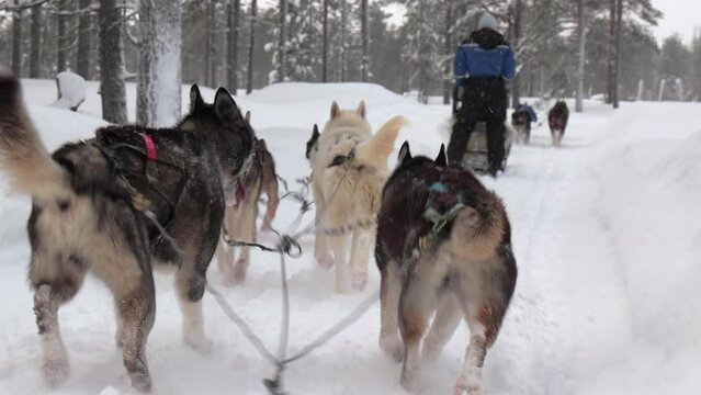 Dog sled ride in winter arctic snowy forest