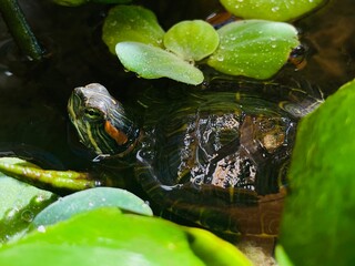turtles and kiambang plants floating on the water