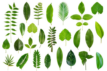 collection of green leaves isolated on white background.
