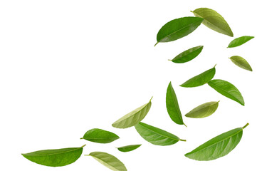 Falling green leaves isolated on white