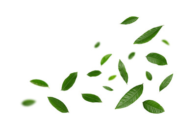 Flying  of green leaves isolated on white