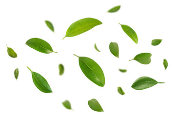 Naklejka premium Green leaves flying , green leaves falling on white background