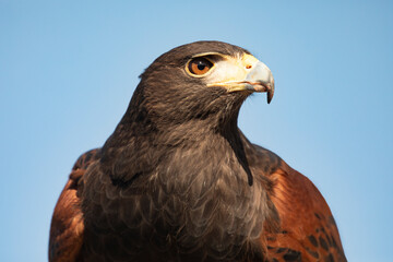 Close up head portrait of Harris Hawk in Arizona