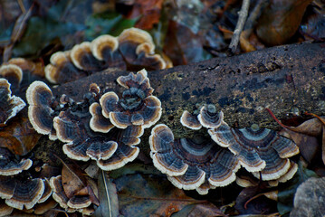 Turkey Tail mushrooms on a tree