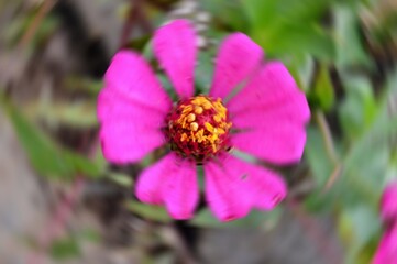 Radial Blurry Colored Floral Background Of Zinnia Elegans. Art Image. Spring Season Concept. Defocused.